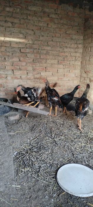 Продам шамо цыплят