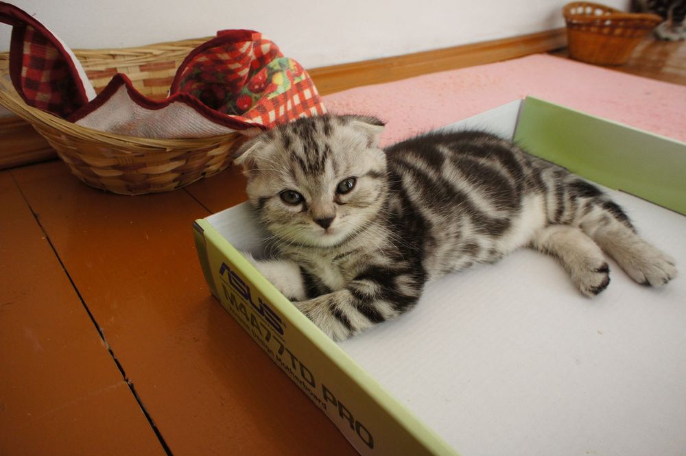 Вислоухие шотландские котята