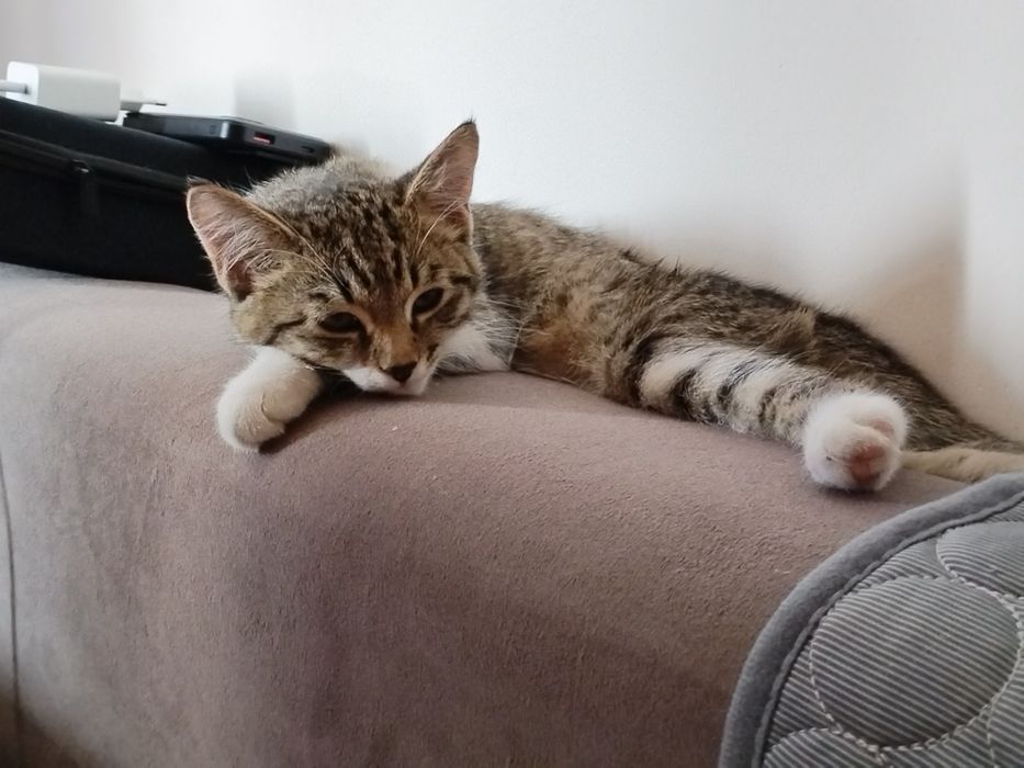 Отдам котёнка бесплатно+ корм