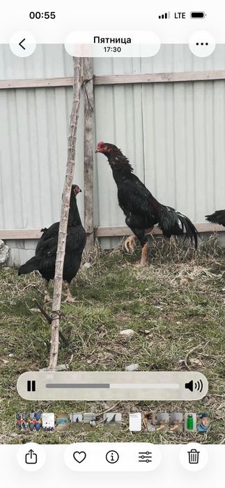 Қаны таза дакан сатылады