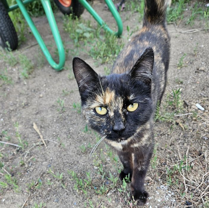Отдам котёнка в добрые руки