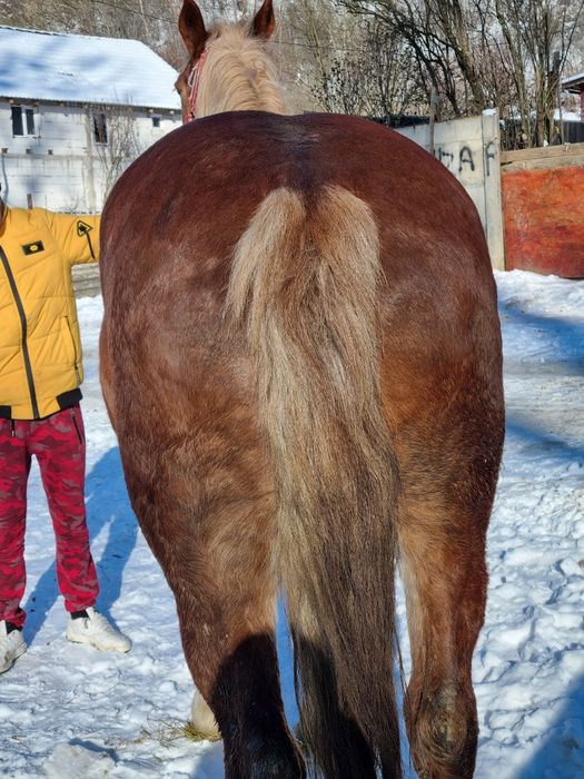 Se vinde iapă bună de căruță