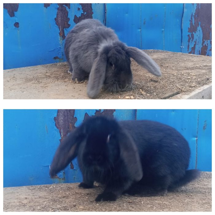 Продам кроликов французский Баран