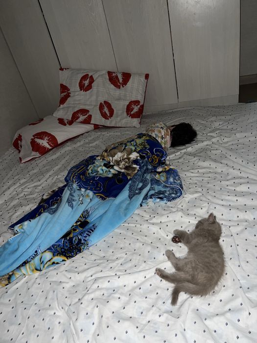 Продаётся вислоухий котёнок