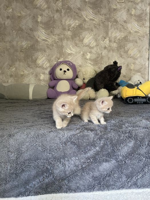 Отдам котят мальчик и девочка