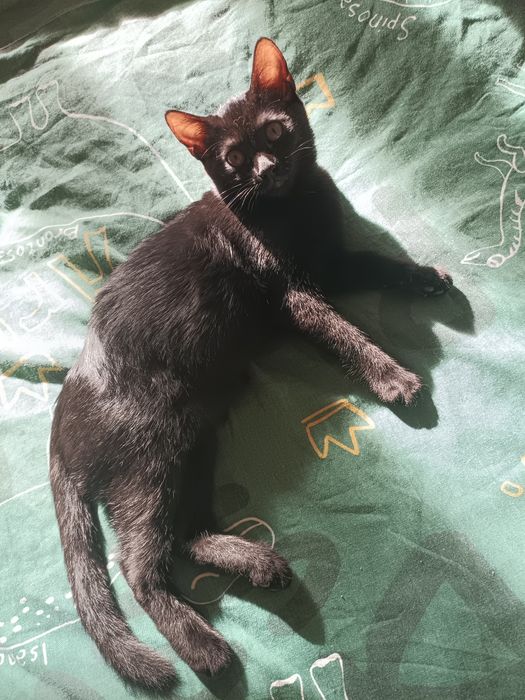 Отдам в добрые руки черную кошечку
