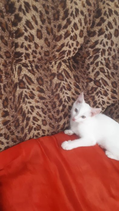 Отдам бесплатно котят