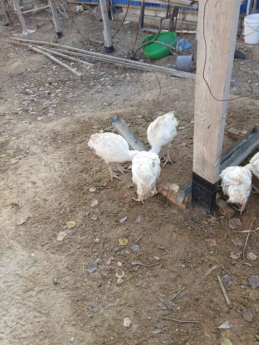 Үндіктер сатылады, Продаёться ундюки