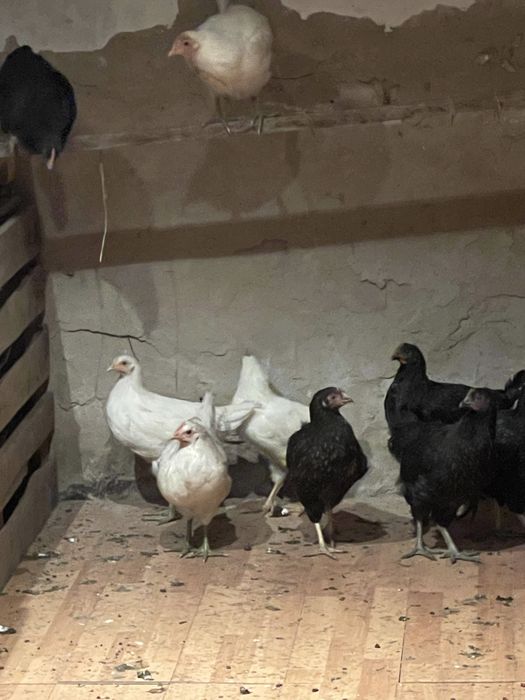 Продам кур несушек