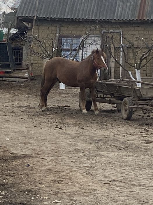 Vand cal castrat de 4 ani