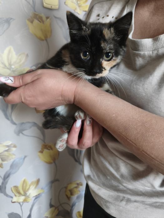 Котенок в добрые руки в квартиру
