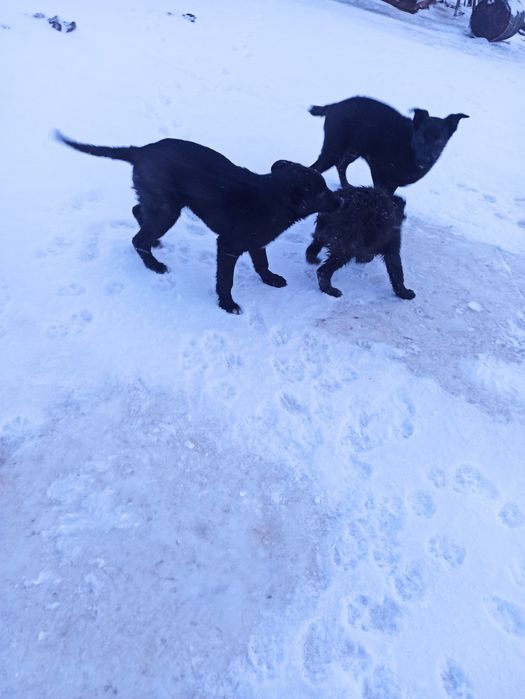 Отдам бесплатно 3 щенков