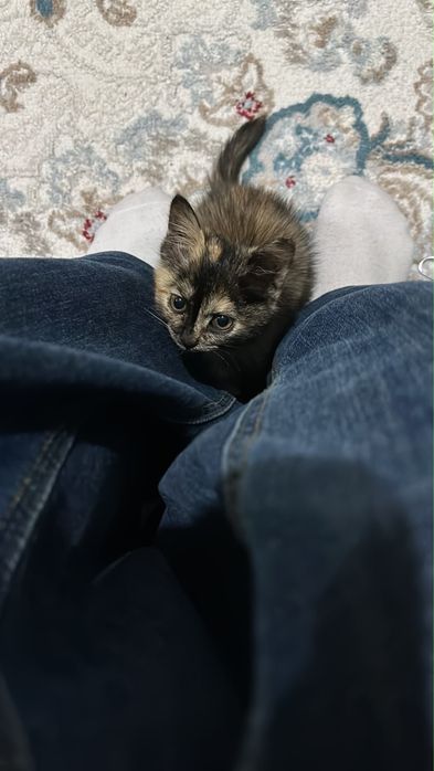 отдаю котенка в добрые руки