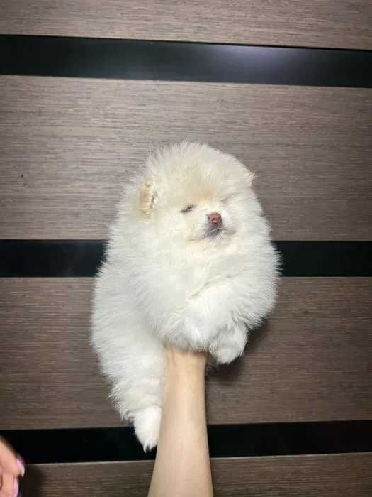 Померанский шпиц 2 девочки