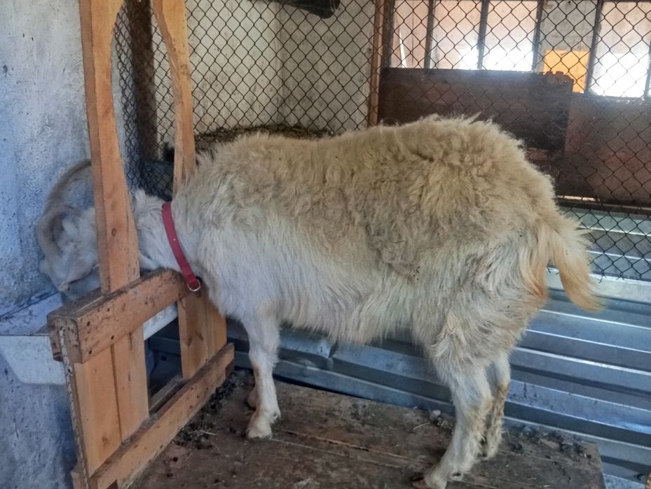 Продам коз и козочек