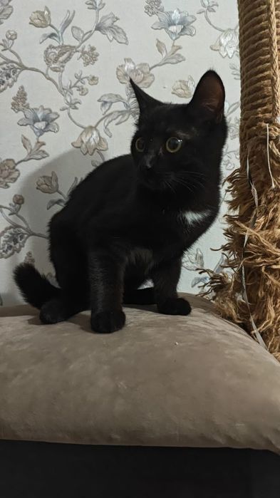 Котёнок хороший людям