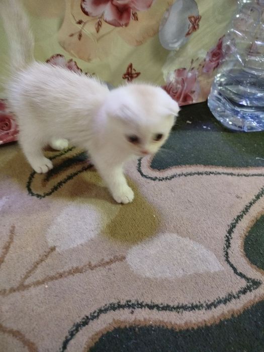 Mushuk sotiladi Scottish fold 5 oylik