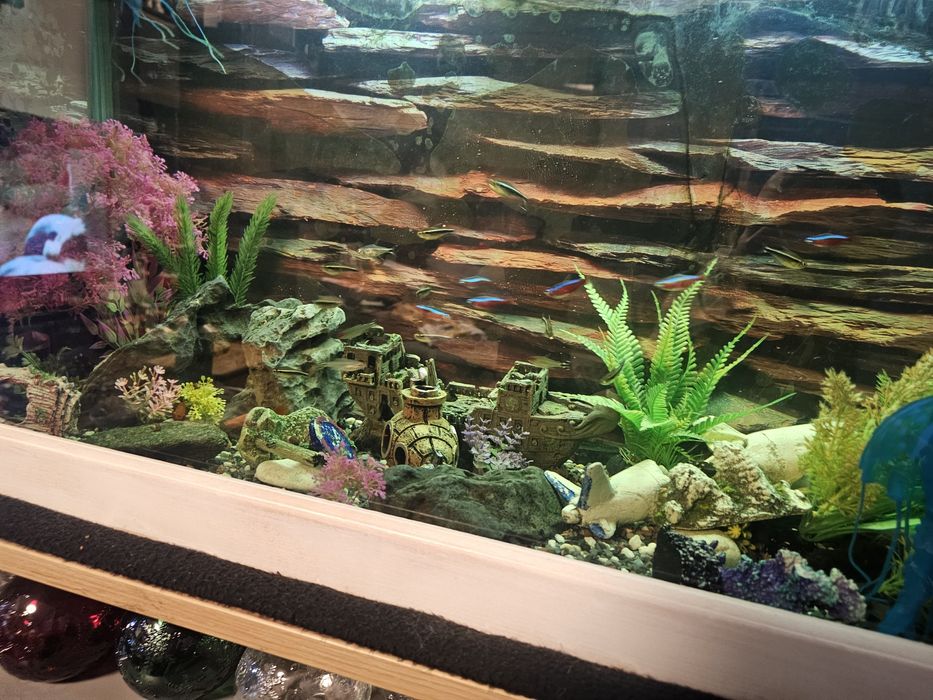 Аквариум с рибки действащ оборудван
