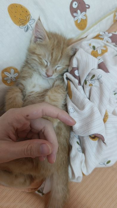 Котенок бесплатно