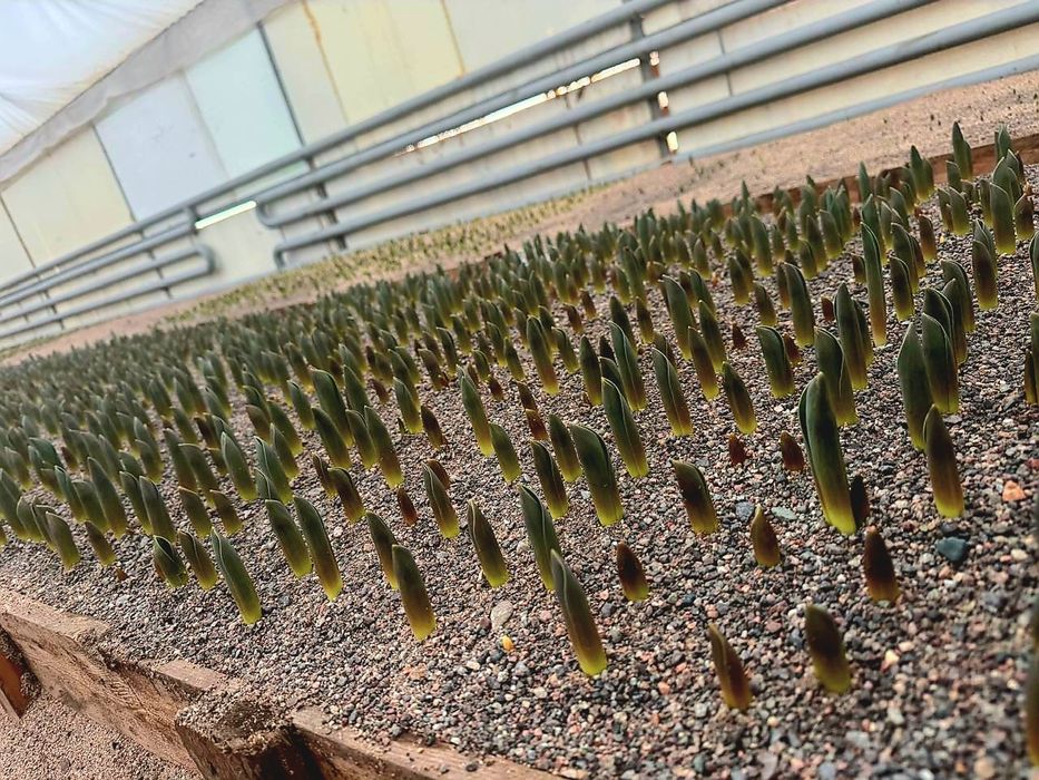 Тюльпаны к 8 марта оптом и в розницу!