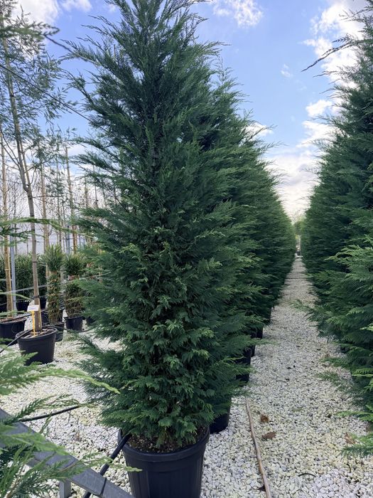 Leylandii la ghiveci 150-400 cm poze reale de la 99 lei
