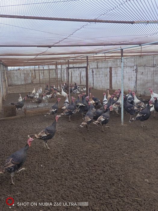 Продаются индюшки