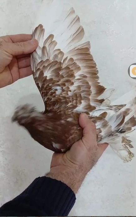 Продам голубей...