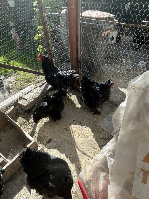 Găini Brahma familie