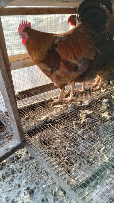 Кученски     петушок