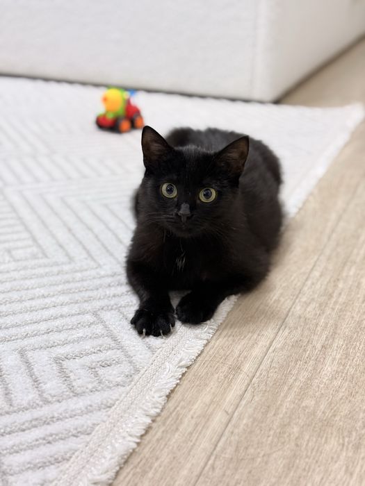 Котенок девочка в доьрые руки