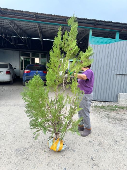 Продаю тую 1.5-2метра