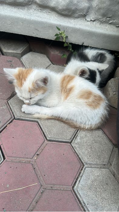 Отдам котят в добрые руки