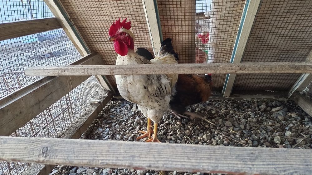 Жас қораздар сатылады