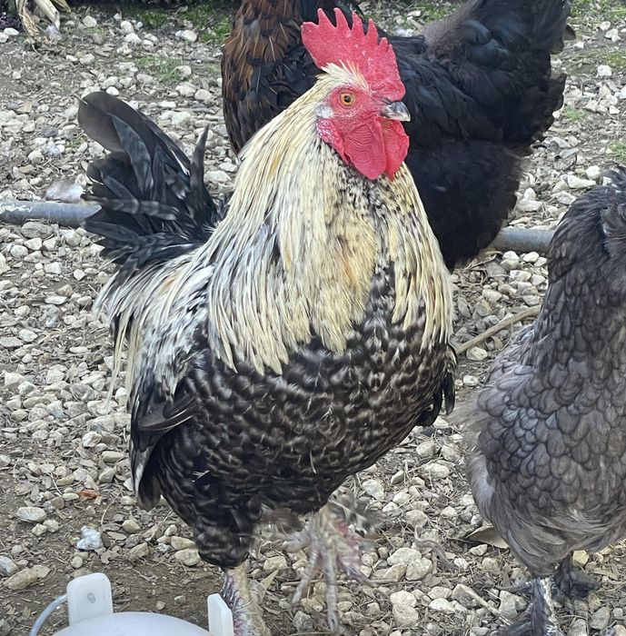 Продам петушков! (Пародистых)