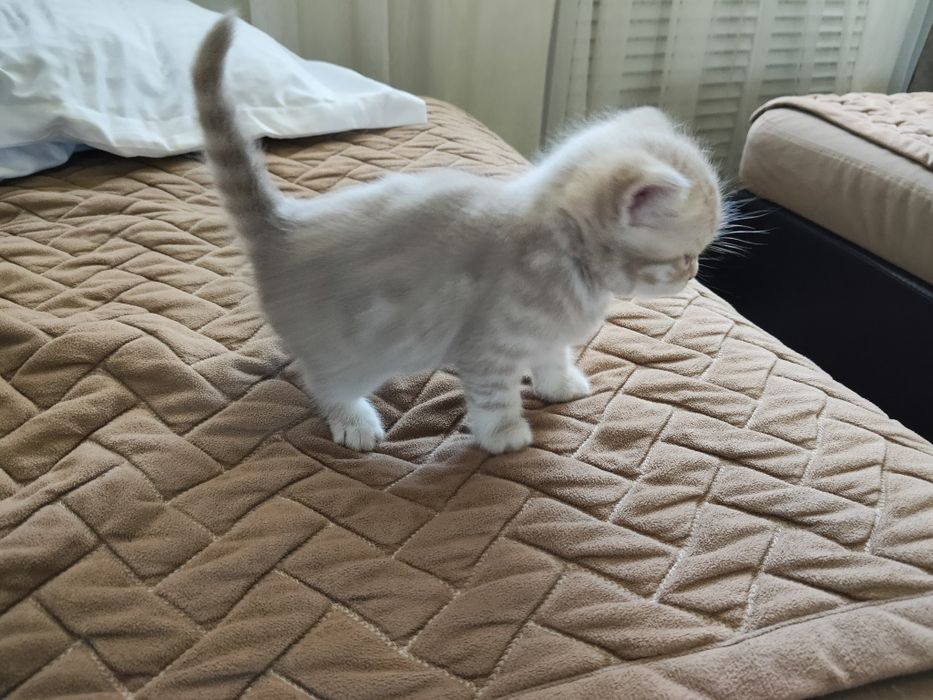 Котята британцы мальчики
