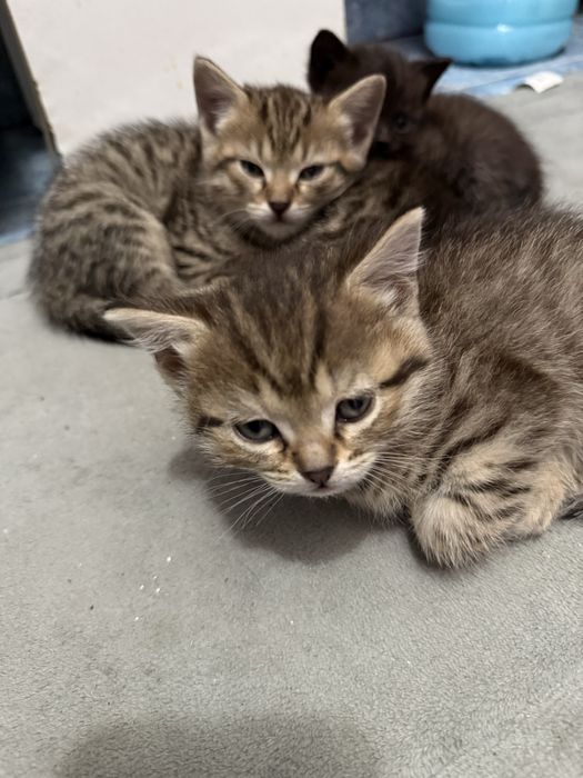 Отдаю бесплатно котят