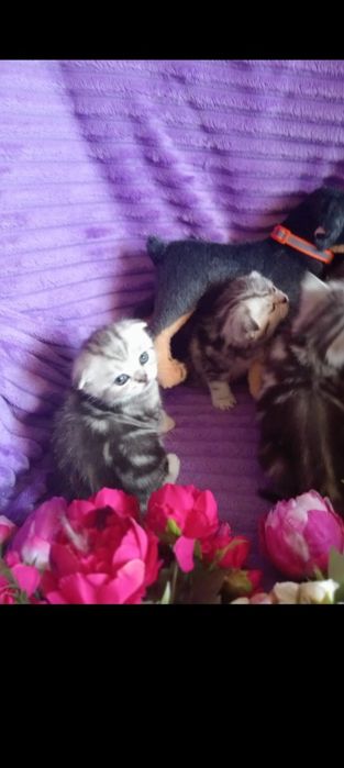 Открыта бронь на замечательных котят с отличной родословной.