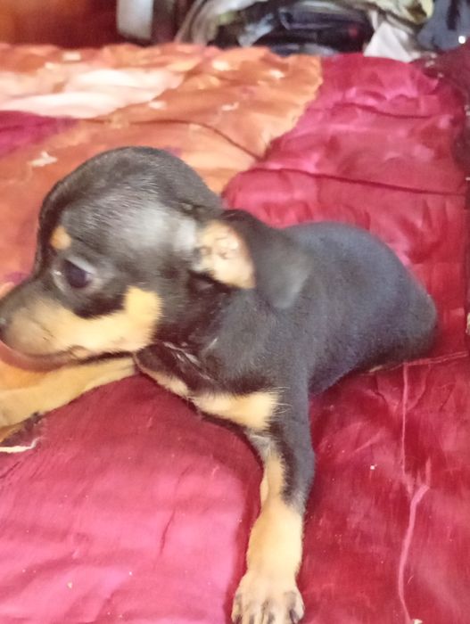 Продам щеночков русского той-терьера