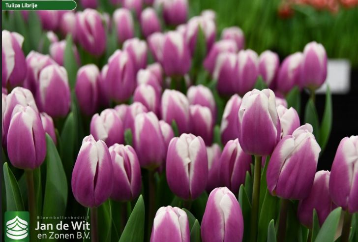 Тюльпаны с теплицы в Караганде. Крупные .