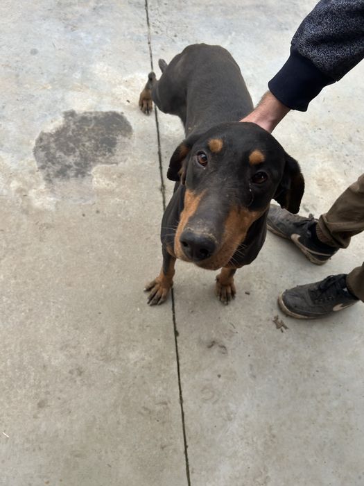 Vand/schimb femela copoi ardelenesc