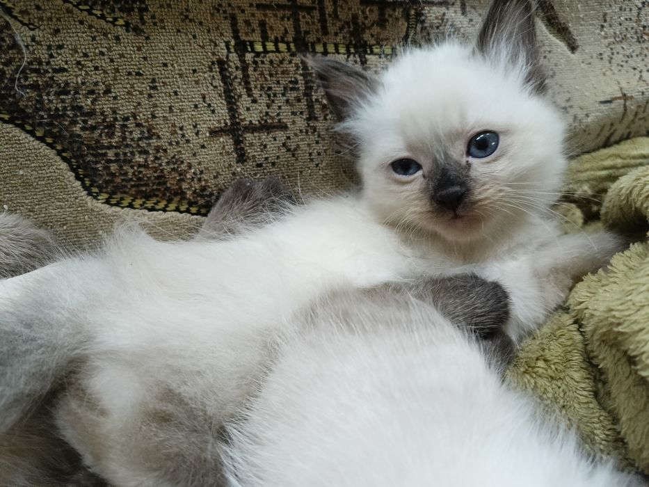 Котята тайцы-болинезы