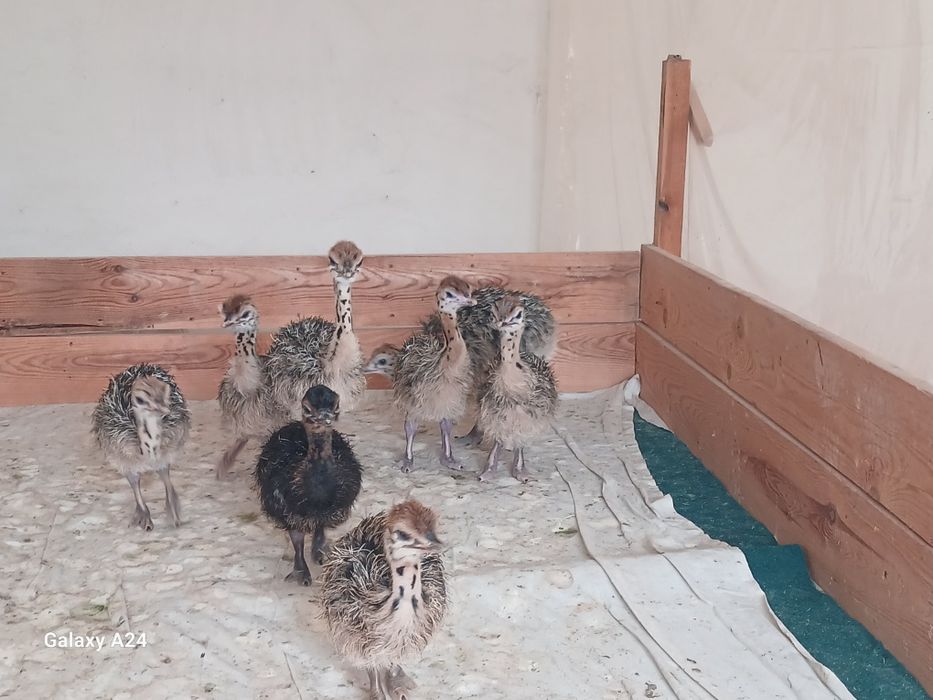 Туякуш жожалари сотилади.