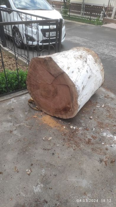 Кунда касоблар учун чинор ва тут