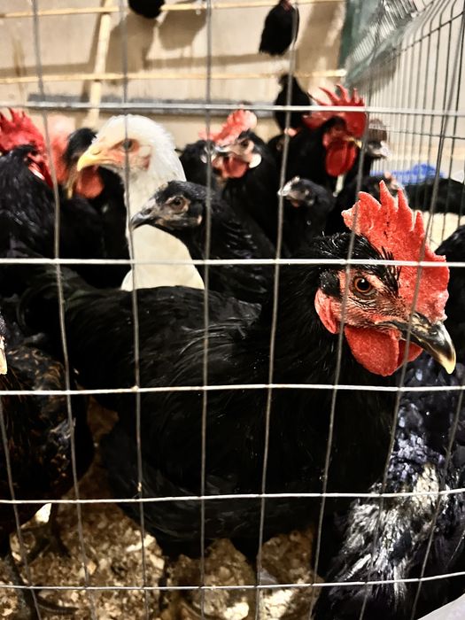 Qora shahzoda Tovuqlar