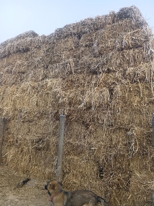 Продам сено естественное