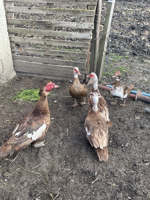 Vând rațe mute ciocolatii