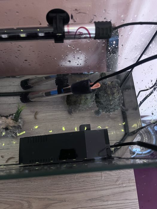 Аквариум с черепахами