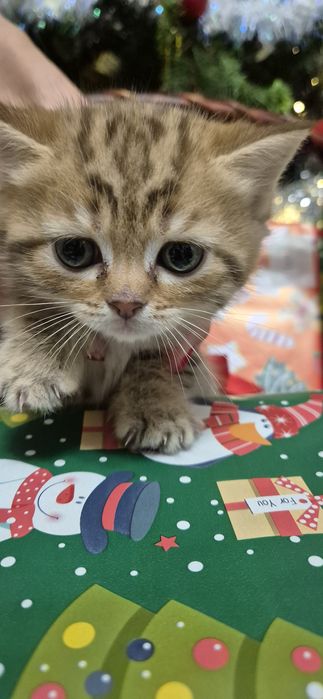 Vand pisoi british si scottish