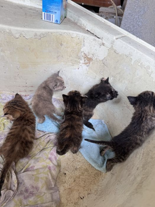 Котятя пятеро возраст около месяц
