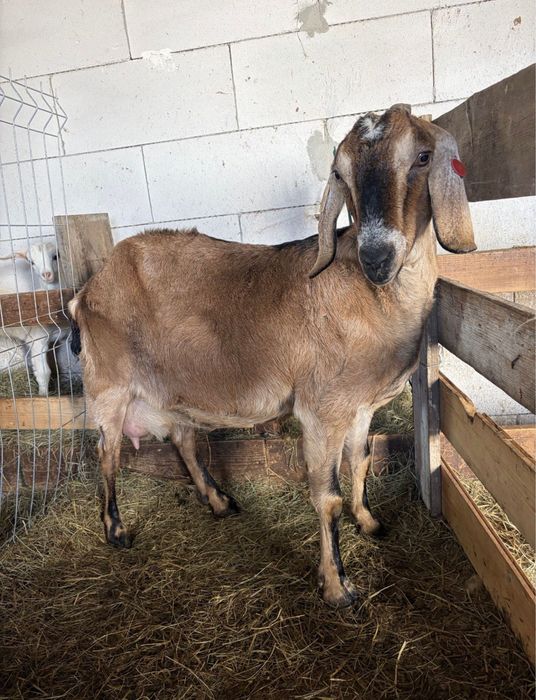 Capra de lapte anglonubian